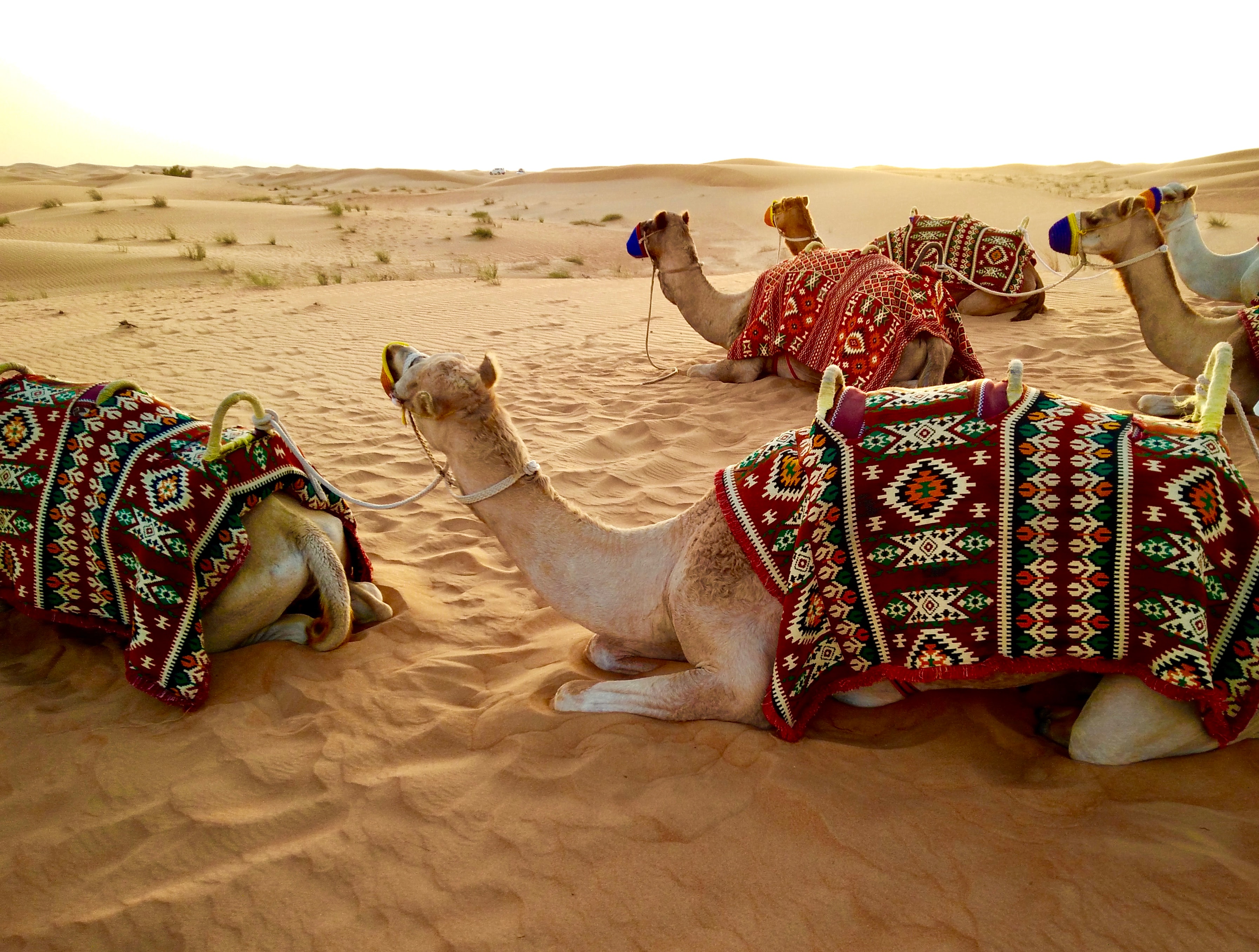 Camels at rest
